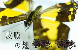皮膜の翅