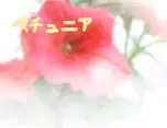 ペチュニア