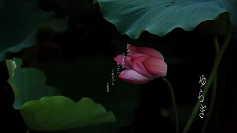 ゆらぎ